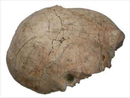 Homo habilis и Homo erectus: новая загадка эволюции