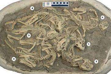 Детеныши Psittacosaurus ходили стаей