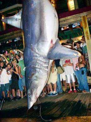 Рыбаки поймали крупную акулу-мако