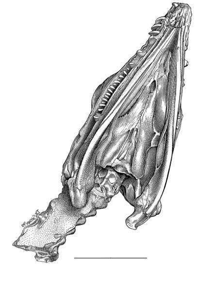 Один из самых древних плезиозавров Северной Америки