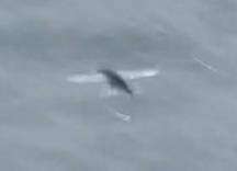 Летучую рыбу-рекордсменку записали на видео