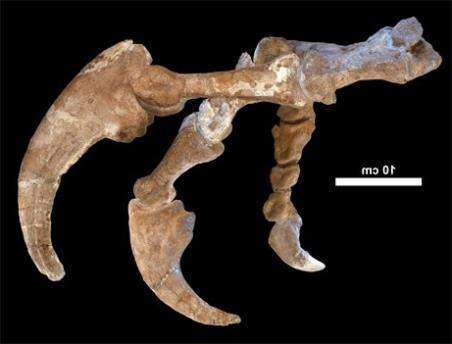 Останки Megaraptor namunhuaiquii