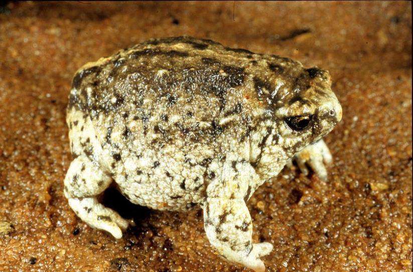 Southern Sandhill Frog 