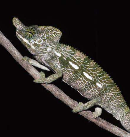Furcifer labordi