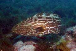 Mycteroperca bonaci