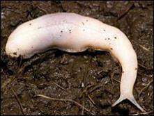 Selenochlamys ysbryda