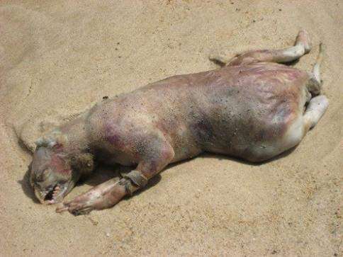 Montauk Monster