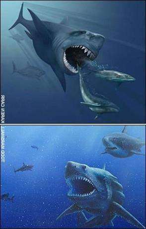 Carcharodon megalodon