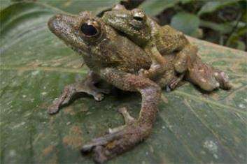 Chiromantis rufescens