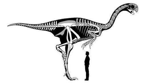 Gigantoraptor erlianensis