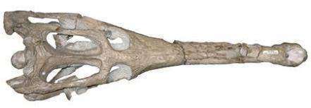 Guarinisuchus munizi