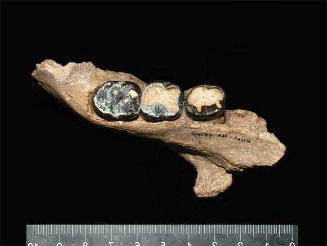 Nakalipithecus nakayamai