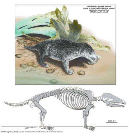 Pseudotribos robustus