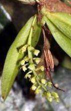 Новый вид орхидеи Saccolabiopsis Viridiflora