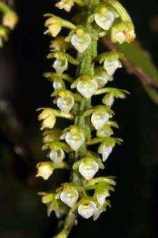 Saccolabiopsis viridiflora