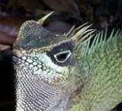 Нові види тварин і рослин виявлені у Вєтнамі