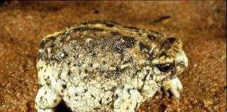 Новий вид жаб знайдений в Австралії