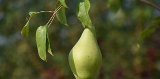 14 кращих сортів груш для посадки на дачу