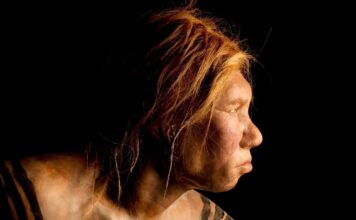 Hybrydy neandertalsko-ludzkie mogły ucierpieć z powodu niedopasowania genetycznego