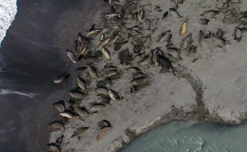 Пташиний грип знищує популяцію південного морського слона