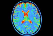 Human Brain Development: Five Distinct Life Stages Revealed