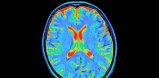 Human Brain Development: Five Distinct Life Stages Revealed