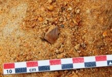 Oude gereedschappen onthullen een veerkrachtige gereedschapstraditie bij vroege menselijke voorouders