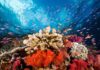 Coral Reefs: Ancient Drivers of Global Warming