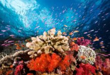 Coral Reefs: Ancient Drivers of Global Warming