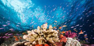 Coral Reefs: Ancient Drivers of Global Warming