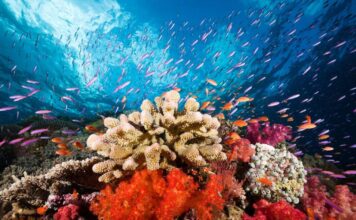 Коралові рифи: стародавні двигуни глобального потепління