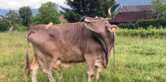 Корова демонстрирует преднамеренное использование инструмента в первом задокументированном случае