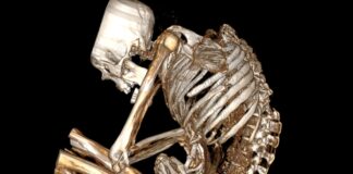 Смерть стародавнього шахтаря розкриває суворі реалії видобутку бірюзи до інків