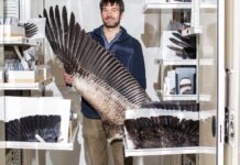 Philoplumes: Неоспівані герої пташиного польоту