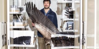 Philoplumes: Неоспівані герої пташиного польоту