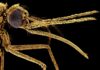 Комарі вперше почали кусати людей понад мільйон років тому