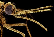Комарі вперше почали кусати людей понад мільйон років тому