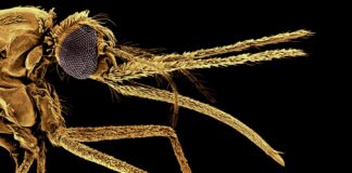 Комарі вперше почали кусати людей понад мільйон років тому