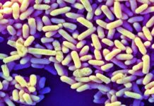 Західні немовляти позбавлені ключового кишкового мікроба, поширеного у всьому світі