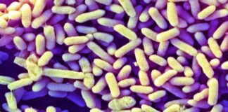 Західні немовляти позбавлені ключового кишкового мікроба, поширеного у всьому світі