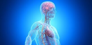 Третина Випадків Деменції Пов’язана із Захворюваннями Поза Мозком