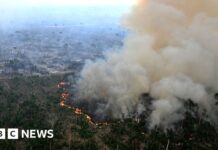 Втрата природи становить реальну загрозу для бізнесу