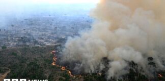 Втрата природи становить реальну загрозу для бізнесу