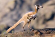 Патагонський Викопний Змінює Уявлення про Птахоподібних Динозаврів