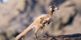 Патагонський Викопний Змінює Уявлення про Птахоподібних Динозаврів