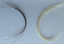 Вплив свинцю в 20 столітті: зразки волосся демонструють різке зниження після прийняття правил