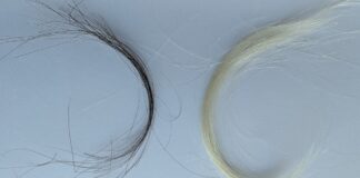 Вплив свинцю в 20 столітті: зразки волосся демонструють різке зниження після прийняття правил