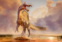 Нещодавно Відкритий Спінозавра Проливає Світло на Образ Життя Динозавра