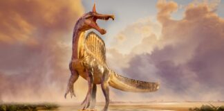 Нещодавно Відкритий Спінозавра Проливає Світло на Образ Життя Динозавра