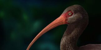 Гавайський Ібіс: Втрата зору в Темній Ніші